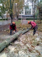 Корчевание пней, обрезка деревьев, сада, спил дерев, уборка участка Одеса